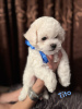 Photo №3. Bichon Friesian puppies. Serbia