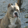 Photo №2 to announcement № 44283 for the sale of american bully - buy in Russian Federation from nursery, breeder