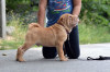 Photo №4. I will sell shar pei in the city of Helsinki. breeder - price - 946$