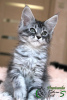 Photo №3. super girl Maine Coon. Russian Federation
