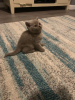 Photo №1. british shorthair - for sale in the city of Ypecolsga | 317$ | Announcement № 109193