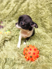 Photo №4. I will sell chihuahua in the city of Kharkov. breeder - price - 544$