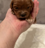 Additional photos: Cavapoo puppies for sale