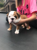 Photo №2 to announcement № 107205 for the sale of english bulldog - buy in Germany private announcement, breeder