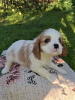 Additional photos: Ideal Cavalier King Charles Spaniel puppies.