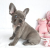 Photo №1. french bulldog - for sale in the city of Sydney | Is free | Announcement № 8470