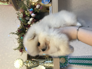 Photo №4. I will sell pomeranian in the city of Москва. breeder - price - 936$