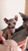 Photo №1. sphynx cat - for sale in the city of Бордо | Is free | Announcement № 9334