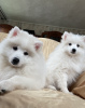 Photo №2 to announcement № 54864 for the sale of japanese spitz - buy in Belarus breeder