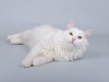 Photo №3. Snow-white cat Nikita is in good hands.. Russian Federation