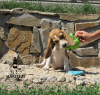 Photo №3. Biglyusha girl in the nursery!. Ukraine