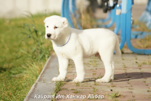 Additional photos: Central Asian Shepherd Dog puppy male