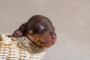 Photo №1. dachshund - for sale in the city of Minsk | 1560$ | Announcement № 31781