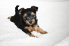 Photo №2 to announcement № 95815 for the sale of beaver yorkshire terrier - buy in Germany private announcement