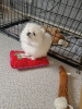 Photo №2 to announcement № 27894 for the sale of pomeranian - buy in Germany private announcement