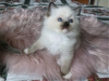 Photo №2 to announcement № 121897 for the sale of ragdoll - buy in Spain private announcement, breeder