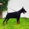 Additional photos: Doberman puppies for sale