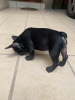 Photo №4. I will sell french bulldog in the city of Bonn. private announcement - price - 350$