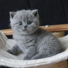 Photo №2 to announcement № 116648 for the sale of british shorthair - buy in Finland private announcement, breeder