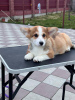 Additional photos: pembroke welsh corgi puppy