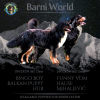 Photo №1. bernese mountain dog - for sale in the city of Belgrade | negotiated | Announcement № 115212