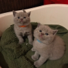 Photo №2 to announcement № 96472 for the sale of british shorthair - buy in United Kingdom breeder