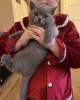 Photo №4. I will sell british shorthair in the city of Munich. private announcement, from nursery - price - 300$