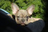 Photo №1. french bulldog - for sale in the city of Belgrade | negotiated | Announcement № 38113