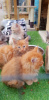 Photo №1. maine coon - for sale in the city of New Brunswick | 215$ | Announcement № 37305