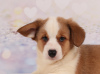 Photo №1. welsh corgi - for sale in the city of Dnipro | 887$ | Announcement № 13112