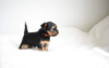 Photo №2 to announcement № 110991 for the sale of yorkshire terrier - buy in Germany private announcement, breeder