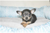 Photo №1. non-pedigree dogs - for sale in the city of Bamberg | Is free | Announcement № 116449