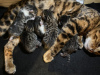 Photo №1. bengal cat - for sale in the city of Berlin | 211$ | Announcement № 41877