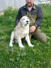 Photo №2 to announcement № 44850 for the sale of central asian shepherd dog - buy in Poland from nursery, breeder