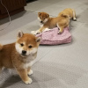 Photo №2 to announcement № 11267 for the sale of shiba inu - buy in Kuwait 