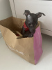 Photo №1. italian greyhound - for sale in the city of Minsk | 830$ | Announcement № 89355