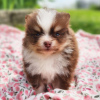 Photo №2 to announcement № 45833 for the sale of pomeranian - buy in United States private announcement