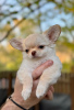 Additional photos: Longhair Chihuahua