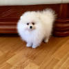 Additional photos: pomeranian