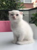 Photo №4. I will sell scottish fold in the city of Стамбул. private announcement - price - negotiated