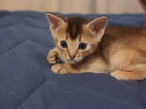 Photo №3. The nursery offers to reserve the Abyssinian kittens from titled parents with. Latvia
