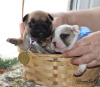 Photo №2 to announcement № 9389 for the sale of french bulldog - buy in Russian Federation breeder