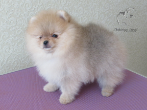 Photo №1. pomeranian - for sale in the city of Eagle | 711$ | Announcement № 5426