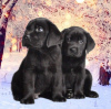 Photo №2 to announcement № 81239 for the sale of labrador retriever - buy in Ukraine private announcement