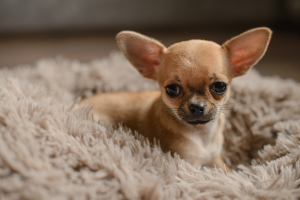 Photo №4. I will sell chihuahua in the city of Vitebsk. breeder - price - 600$