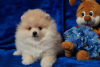 Photo №2 to announcement № 42487 for the sale of pomeranian - buy in Russian Federation breeder