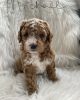 Photo №1. golden retriever - for sale in the city of Ohio City | 800$ | Announcement № 123813