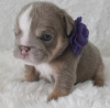 Photo №2 to announcement № 103384 for the sale of pug - buy in United States 