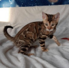 Photo №1. bengal cat - for sale in the city of Canada Bay | negotiated | Announcement № 36882