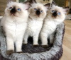 Photo №2 to announcement № 102276 for the sale of ragdoll - buy in United States private announcement